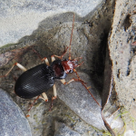 Nebria picicornis