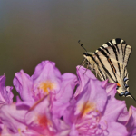 Iphiclides podalirius