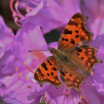 Polygonia c-album