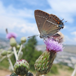 Satyrium spini