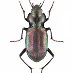 Nebria bonelli