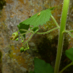 Scrophularia divaricata