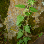 Scrophularia divaricata