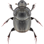 Onthophagus taurus