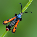 Chamaesphecia chalciformis