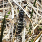 Colpa quinquecincta