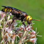 Scolia flaviceps