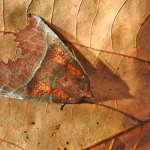 Scoliopteryx libatrix