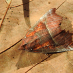 Scoliopteryx libatrix