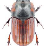 Coprimorphus scrutator