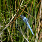 Orthetrum brunneum