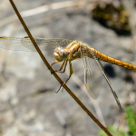 Orthetrum brunneum