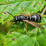 Polistes biglumis