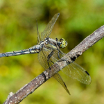 Orthetrum albistylum