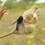 Chalcochiton pallasii