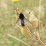 Chalcochiton pallasii