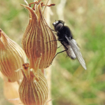 Chalcochiton pallasii