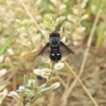 Chalcochiton pallasii