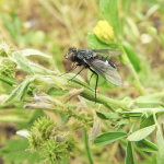 Chalcochiton pallasii