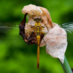 Sympetrum flaveolum