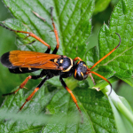 Batozonellus lacerticida