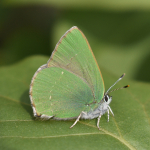 Callophrys rubi