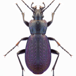 Carabus adamsi