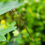 Lestes barbarus