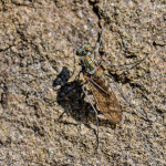 Liancalus virens