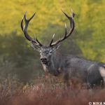 Cervus elaphus