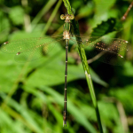 Lestes barbarus