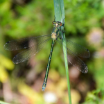 Lestes dryas