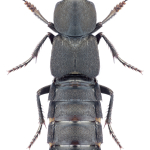 Ocypus curtipennis