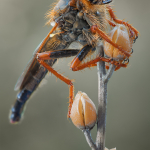 Stenopogon nigriventris