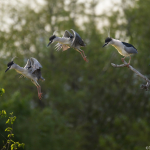 Nycticorax nycticorax