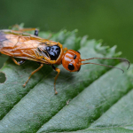 Pamphilius lethierryi