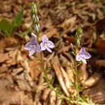 Veronica multifida