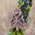 Triodia laetus