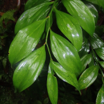 Ruscus colchicus