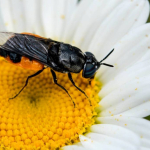 Odontomyia flavissima