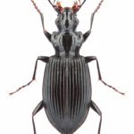 Platynus assimilis