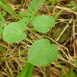 Epimedium colchicum