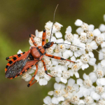 Rhynocoris iracundus