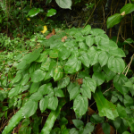 Epimedium pubigerum