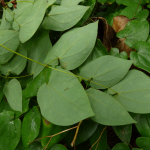 Epimedium pubigerum