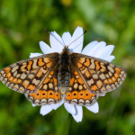 Euphydryas aurinia