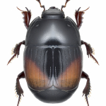 Atholus bimaculatus