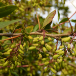 Berberis vulgaris