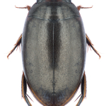 Agabus bipustulatus