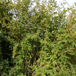 Berberis vulgaris